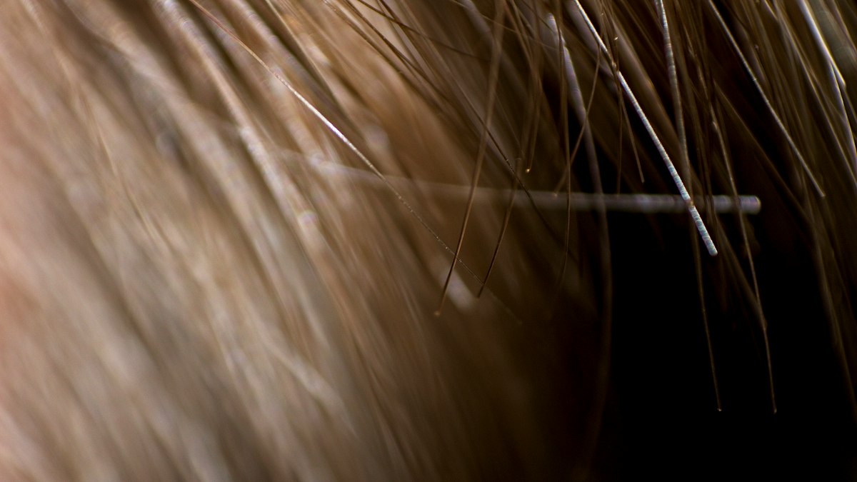Sleep and hair health connection